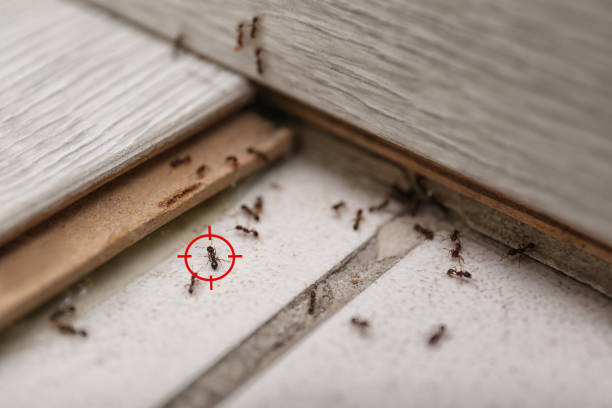 Best Affordable Pest Control Services  in Laingsburg, MI