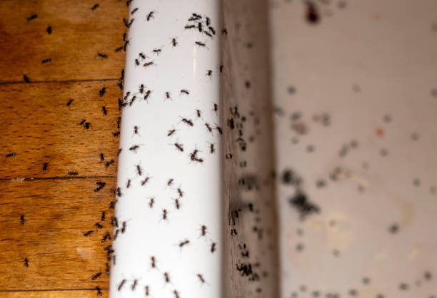 Flea Control Services in Laingsburg, MI