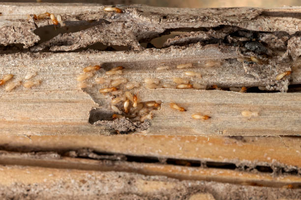 Best Termite Control Services  in Laingsburg, MI